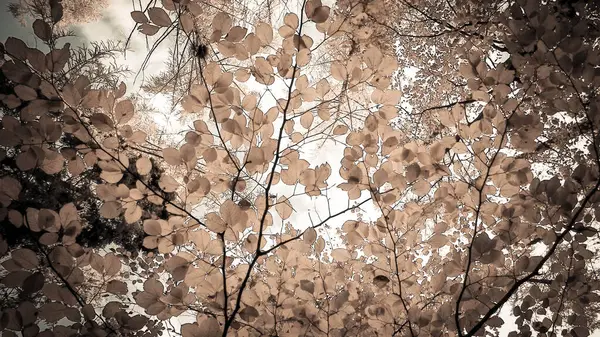 Sonbahar ağaçlarının dalları doğal arka plan olarak. Altın sonbahar, kopyalama alanı. BW soyut filtre tonu.