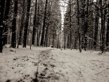 Kış orman manzarası. Doğal arka plan. Sanatsal soyut bw filtre tonu.