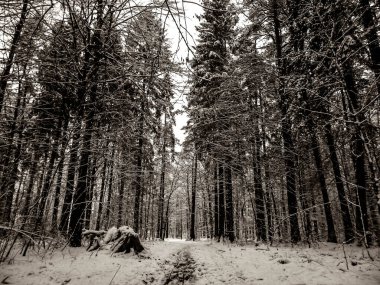 Kış orman manzarası. Doğal arka plan. Sanatsal soyut bw filtre tonu.