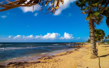 Akdeniz kıyısındaki sahil ve palmiyeler. Kıbrıs adasının egzotik doğası.