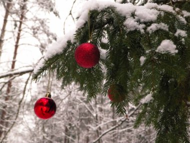 Kış ormanlarında kırmızı Noel balolarını kapatın. Noel kartı, kopyalama alanı.