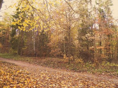 Ormanda sonbahar. Kuzey Polonya doğasının güzelliği..