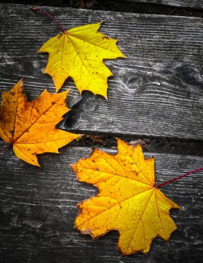 Sonbahar yaprakları doğanın arka planı olarak ahşap tahta üzerinde. Boşluğu kopyala.