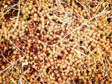 Close-up of forest moss and lichen. The beauty of nature as a background.