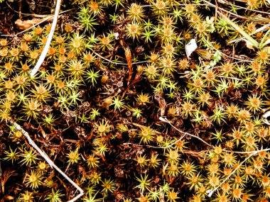 Close-up of forest moss and lichen. The beauty of nature as a background.
