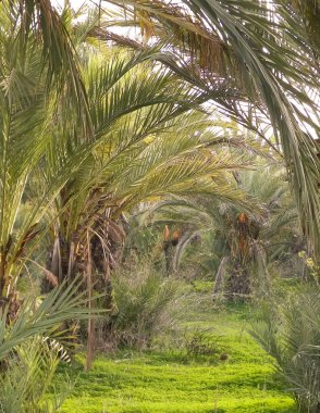 Date palm forest in Cyprus, asia. Tropical nature.
