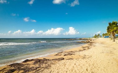 Kıbrıs adası Paphos City yakınlarındaki tropik palmiye, sahil ve Akdeniz manzarası. Seyahat kavramı.