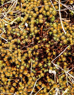 Close-up of forest moss and lichen. The beauty of nature as a background.