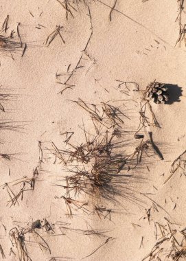 Cones and sand as a natural background. Copy space.