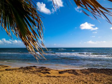 Akdeniz kıyısındaki sahil ve palmiyeler. Kıbrıs adasının egzotik doğası.