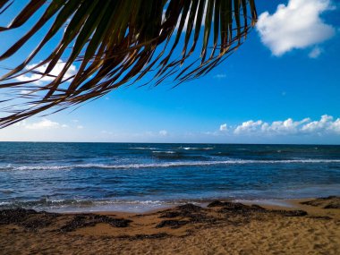 Beach and palms on Mediterranean Sea coast. Exotic nature of Cyprus island. clipart