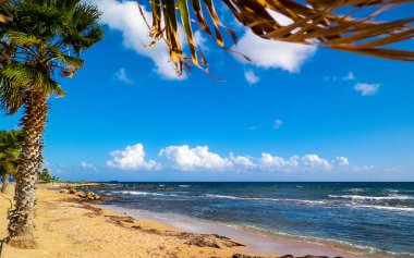 Beach and palms on Mediterranean Sea coast. Exotic nature of Cyprus island. clipart