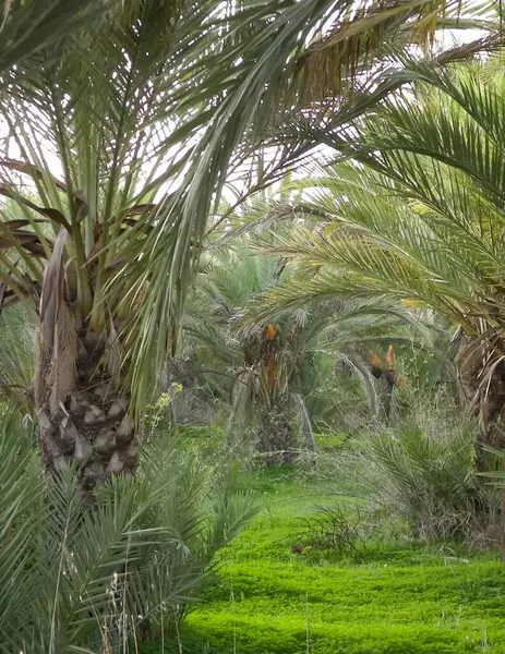 Kıbrıs adasındaki Palm Grove 'da. Randevu çiftliği. Egzotik görüntüler ve tropikal iklim.