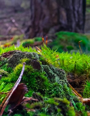 Orman bitkisi. Ormandaki yosunları kapatın. Tamamen vahşi doğa..