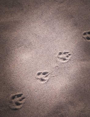 Kumda tilki pençesi izleri var. Doğa geçmişi. Boşluğu kopyala.