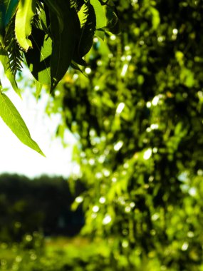 Dalı kapatınca yeşil yapraklar çıkıyor. Polonya 'nın Tuchola Ormanı bölgesinden Flora. Doğa geçmişi, yaz mevsimi. Boşluğu kopyala.