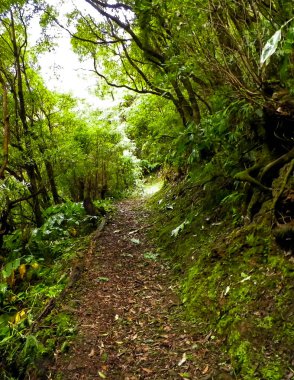 Sao Miguel iç kısımlarındaki tropikal ormanın güzel doğası. Sao Miguel, Azores takımadalarının en büyük adasıdır..
