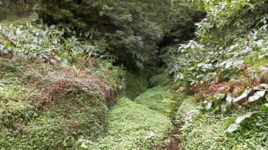 Sao Miguel iç kesimlerindeki tropikal ormanın vahşi doğası. Sao Miguel, Azores takımadalarının en büyük adasıdır. Vahşi doğanın güzelliği ve seyahat konsepti.