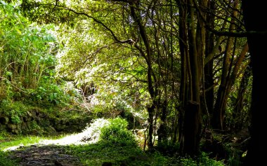 Wild nature of tropical forest on Sao Miguel insland. Sao Miguel is the biggest island of Azores archipelago. Beauty of wild nature and travel concept. clipart