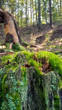 Orman bitkisi. Ormandaki yosunları kapatın. Tamamen vahşi doğa..
