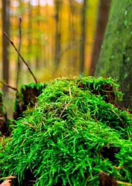 Ormandaki yeşil yosunları kapatın. Doğa Konsepti.