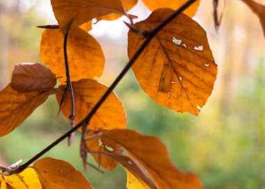 Sonbahar yaprakları doğal bir arka plan. Boşluğu kopyala.