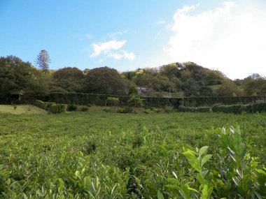 Yeşil tepelerin manzarası ve çayır tarlaları. Azores Adaları.