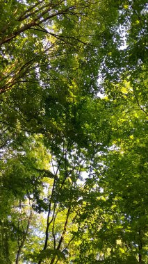 Doğal bir arka plan olarak yeşil dallar. Kopyala uzayı, vahşi orman.