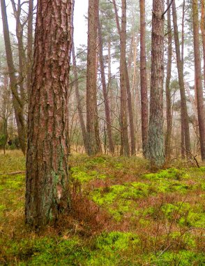 Landscape of pine forest in the coastal zone of the Baltic sea. Beautiful nature of northern Poland. Nature and travel concept. clipart