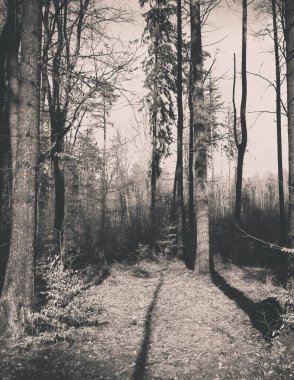 Kış tatilinden sonra orman tekrar uyanır. Bahar güneşi ağaçların arasından doğuyor Polonya doğası. Doğa konsepti. BW filtre tonu.