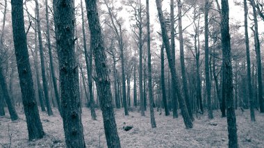 Baltık Denizi 'nin kıyı bölgesindeki çam ormanı. Tatiller ve turizm, Kuzey Polonya 'nın güzel doğası. BW soyut filtre tonu