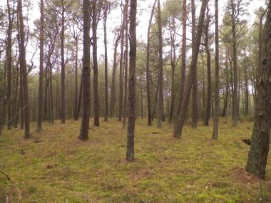 Baltık Denizi 'nin kıyı bölgesindeki çam ormanlarının manzarası. Kuzey Polonya 'nın güzel doğası. Doğa ve seyahat kavramı.