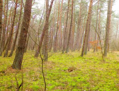 Baltık Denizi 'nin kıyı bölgesindeki çam ormanı. Tatiller ve turizm, Kuzey Polonya 'nın güzel doğası..