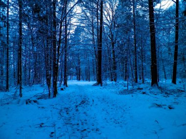 Kış orman manzarası. Doğal arka plan. Sanatsal soyut filtre tonu.