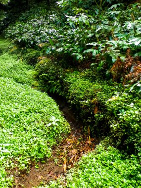 Sao Miguel iç kısımlarındaki tropikal ormanın güzel doğası. Sao Miguel, Azores takımadalarının en büyük adasıdır..