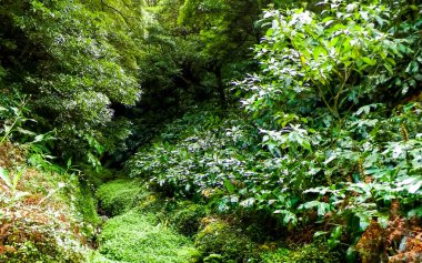 Sao Miguel iç kısımlarındaki tropikal ormanın güzel doğası. Sao Miguel, Azores takımadalarının en büyük adasıdır..