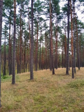 Tuchola Ormanı 'nda yürüyorum. Kuzey Polonya 'nın saf doğası. Seyahat ve doğa kavramı.