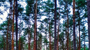 Pine trees as a natural background. Bory Tucholskie Tuchola Forest nature concept. clipart