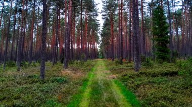 Walking across Tuchola Forest. Pure nature of northern Poland. Travel and nature concept. clipart