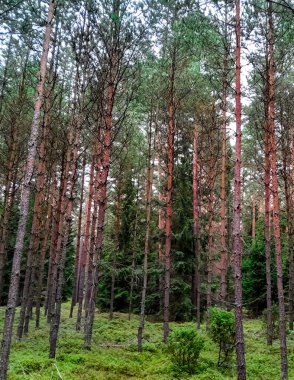 Walking across Tuchola Forest. Pure nature of northern Poland. Travel and nature concept. clipart