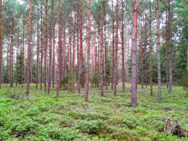 Tuchola Ormanı 'nda yürüyorum. Kuzey Polonya 'nın saf doğası. Seyahat ve doğa kavramı.