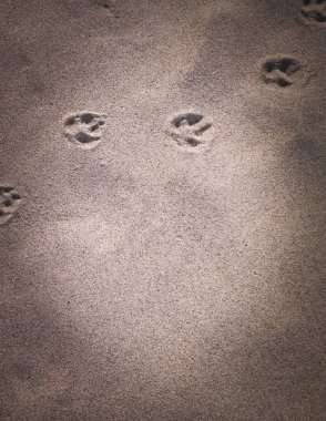 Kumda tilki pençesi izleri var. Doğa geçmişi. Boşluğu kopyala.