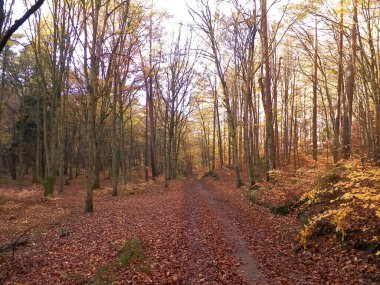 Sonbahar orman manzarası. Altın Polonya sonbaharı. Doğa konsepti