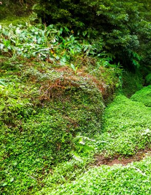 Sao Miguel iç kesimlerindeki tropikal ormanın vahşi doğası. Sao Miguel, Azores takımadalarının en büyük adasıdır. Vahşi doğanın güzelliği ve seyahat konsepti.
