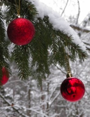 Ladin ağacının dalında kırmızı noel topları. Mavi arkaplanda boşluk kopyala.