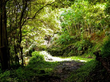 Sao Miguel iç kesimlerindeki tropikal ormanın vahşi doğası. Sao Miguel, Azores takımadalarının en büyük adasıdır. Vahşi doğanın güzelliği ve seyahat konsepti.