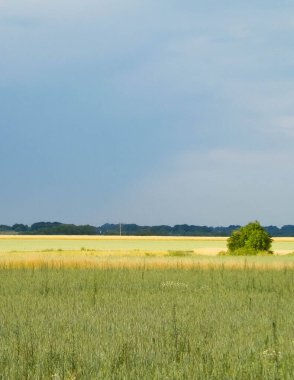Kashubia 'da bir tarla. Tarım konsepti. Kuzey Polonya.