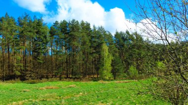 Wild, green meadow in forest. Natural beauty of Kashubia region in Poland. clipart