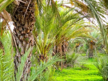 Date palm forest in Cyprus, asia. Tropical nature.