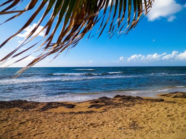 Akdeniz kıyısındaki sahil ve palmiyeler. Kıbrıs adasının egzotik doğası.